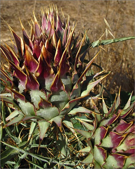 sm 680 Cardoon bud.jpg - Emerging flower bud on Cardoon (Cynara cardunculus var cardunculus).